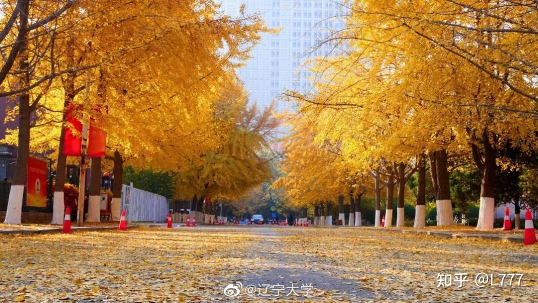 辽宁大学(辽宁大学是985还是211)