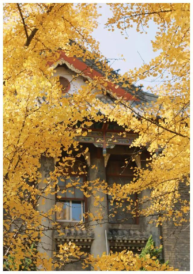 河南大学(河南大学会计专硕)