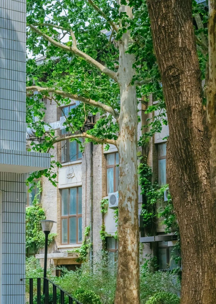 北京林业大学(北京林业大学官网)